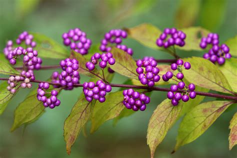 紫式部 蘭花|紫式部（ムラサキシキブ）とはどんな植物？花言葉や。